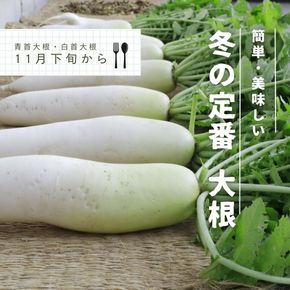 冬の定番野菜 青首大根・白首大根は11月下旬以降から