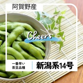 新潟阿賀野産の一番早い茶豆、新潟系14号は7月下旬まで