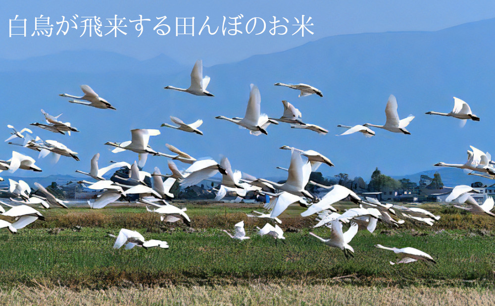 白鳥が飛来する田んぼのお米！遠藤さんのコシヒカリ