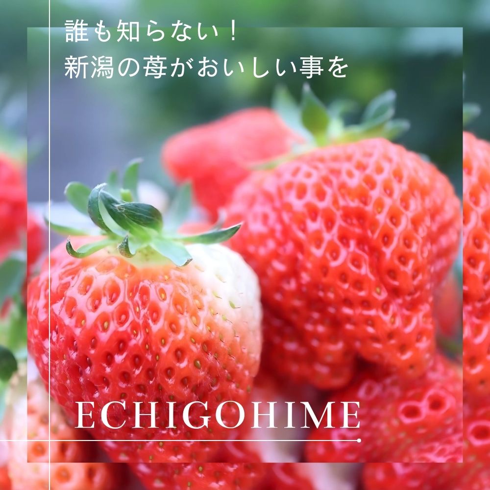 まだ誰も知らない！新潟の苺が美味しい事を