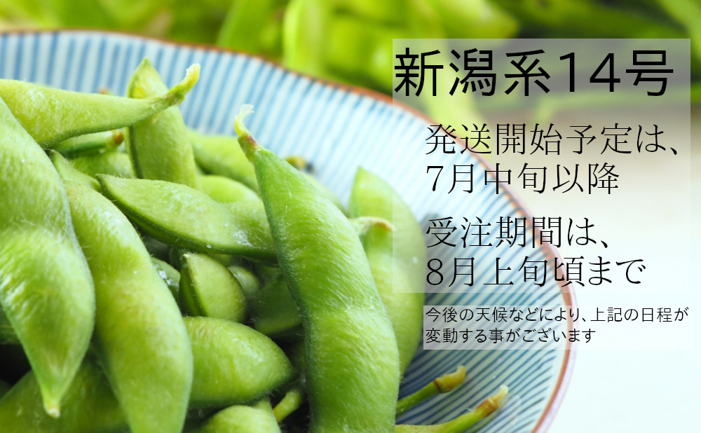 早生茶豆の新潟系14号は、7月中旬以降から発送予定