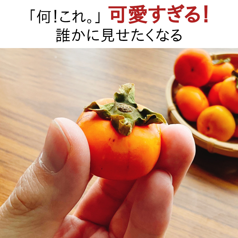 小さい柿の実が可愛すぎる！セイノファームのさど乙女
