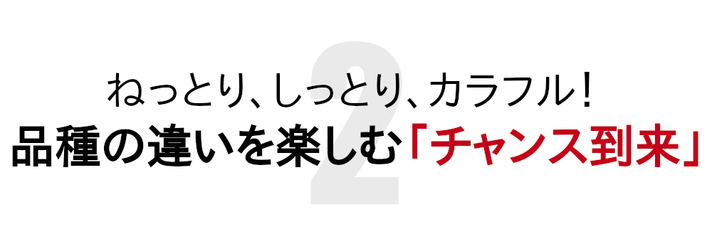 干し芋用多品種セットで品種の違いを試せるチャンス到来