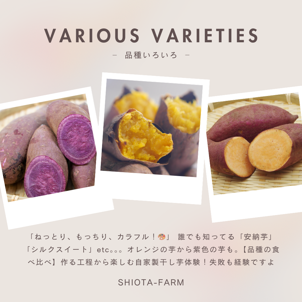 「ねっとり、もっちり、カラフル！」 【品種の食べ比べ】作る工程から楽しむ自家製干し芋体験！