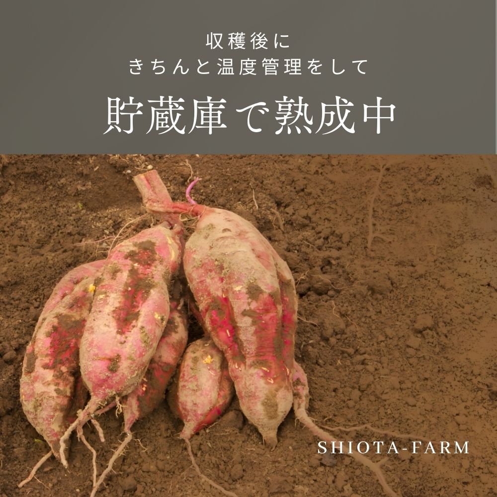 塩田農園のさつまいもは、温度管理をして貯蔵庫で熟成中！