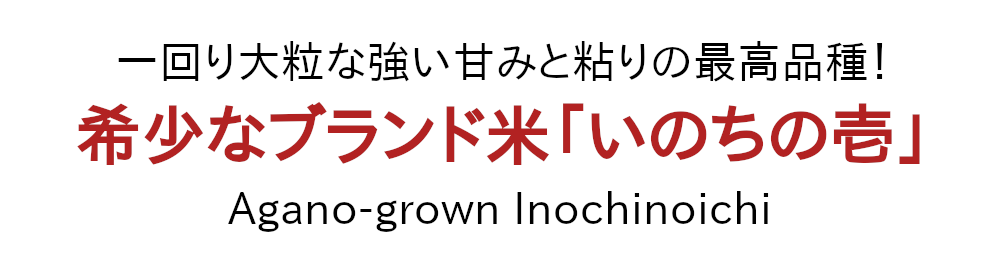 一回り大粒、強い甘みと粘りの最高品種！希少なブランド米「いのちの壱」のパックご飯