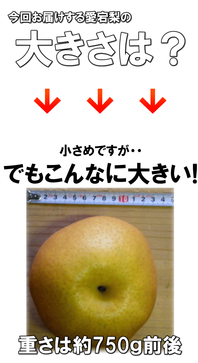 【大きい愛宕梨通販】新潟市江南区産　愛宕梨はこんなに大きいんです！