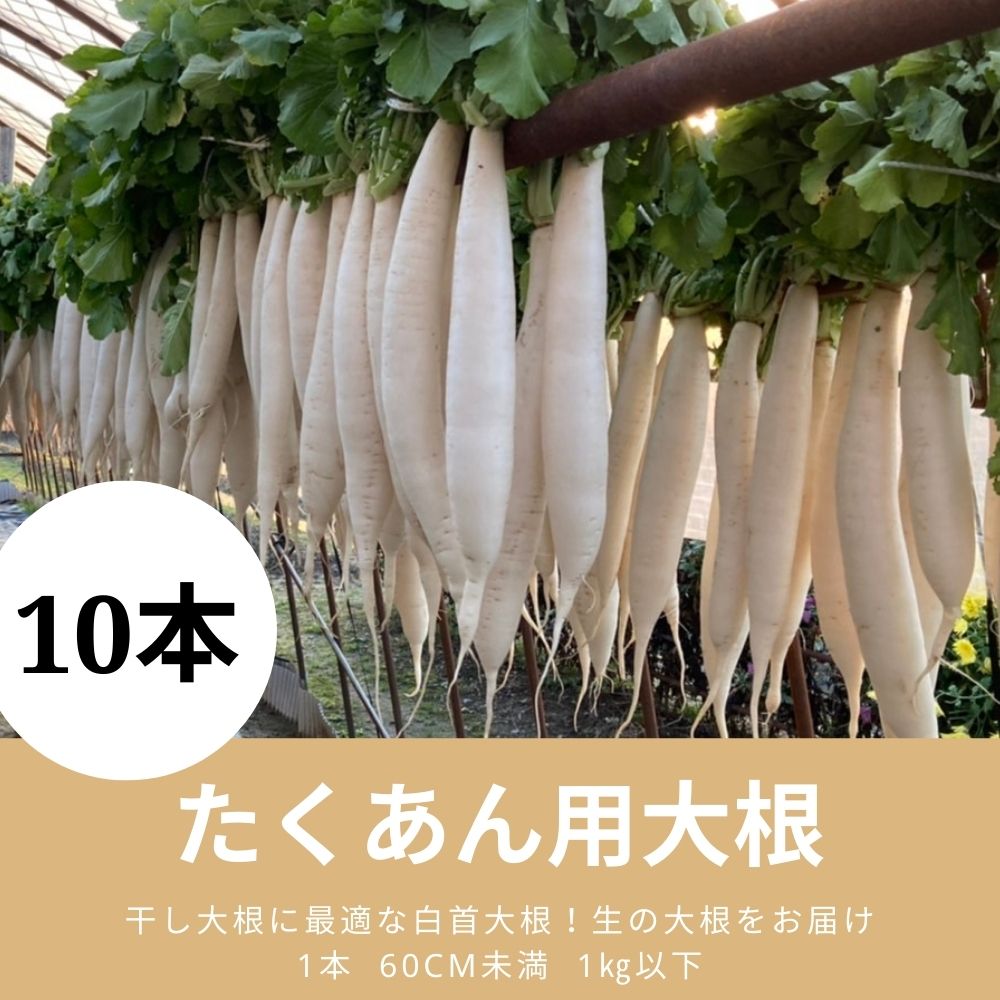 10本　遠藤さんの白首大根　送料無料】たくあん用　沢庵専用品種　新潟県阿賀野産　大根　生大根　【たくあん用】【はりはり漬用】【約10ｋｇ】