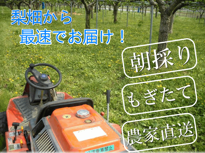 仲村農園の新星梨は、畑から最速でお届け！朝撮り、もぎたてを農家直送！