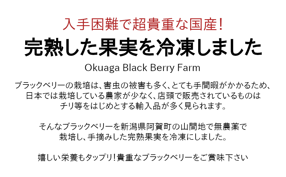 山口さんのブラックベリーは、入手困難な貴重な果物！