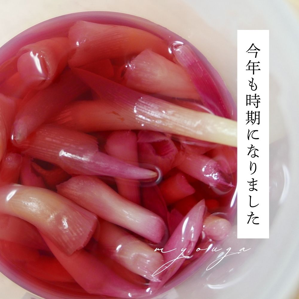 秋のみょうがで甘酢漬け、今年もこの季節になりました