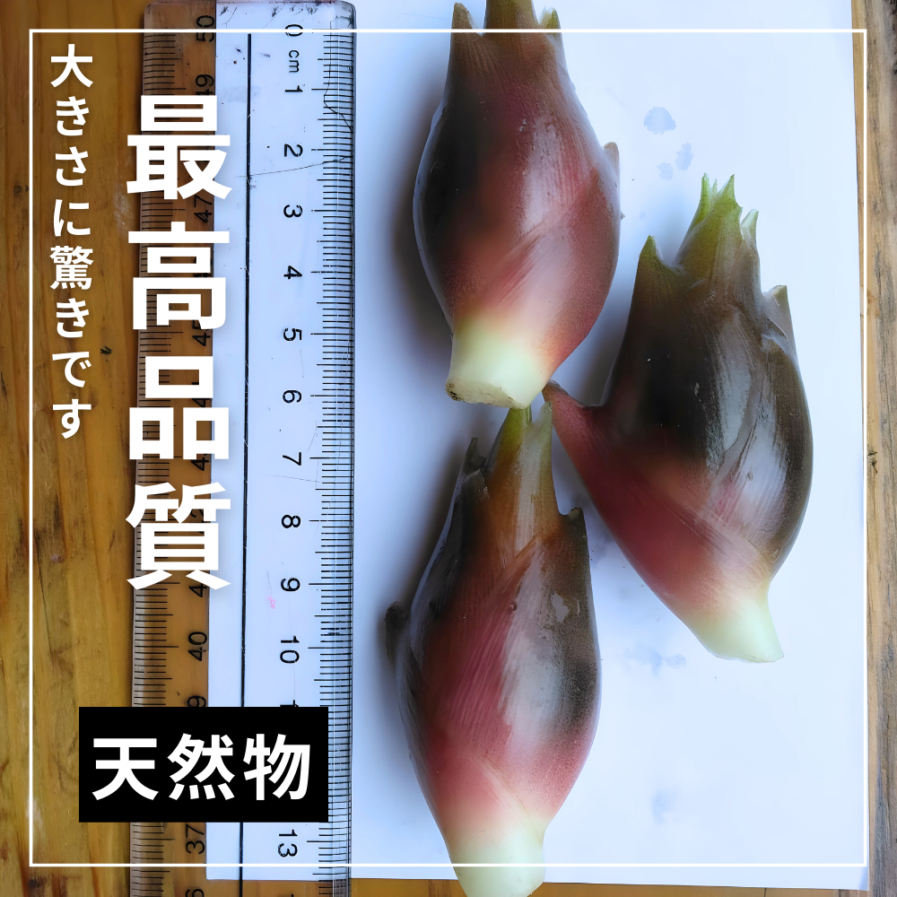 大きさに驚きの最高品質！天然物みょうが