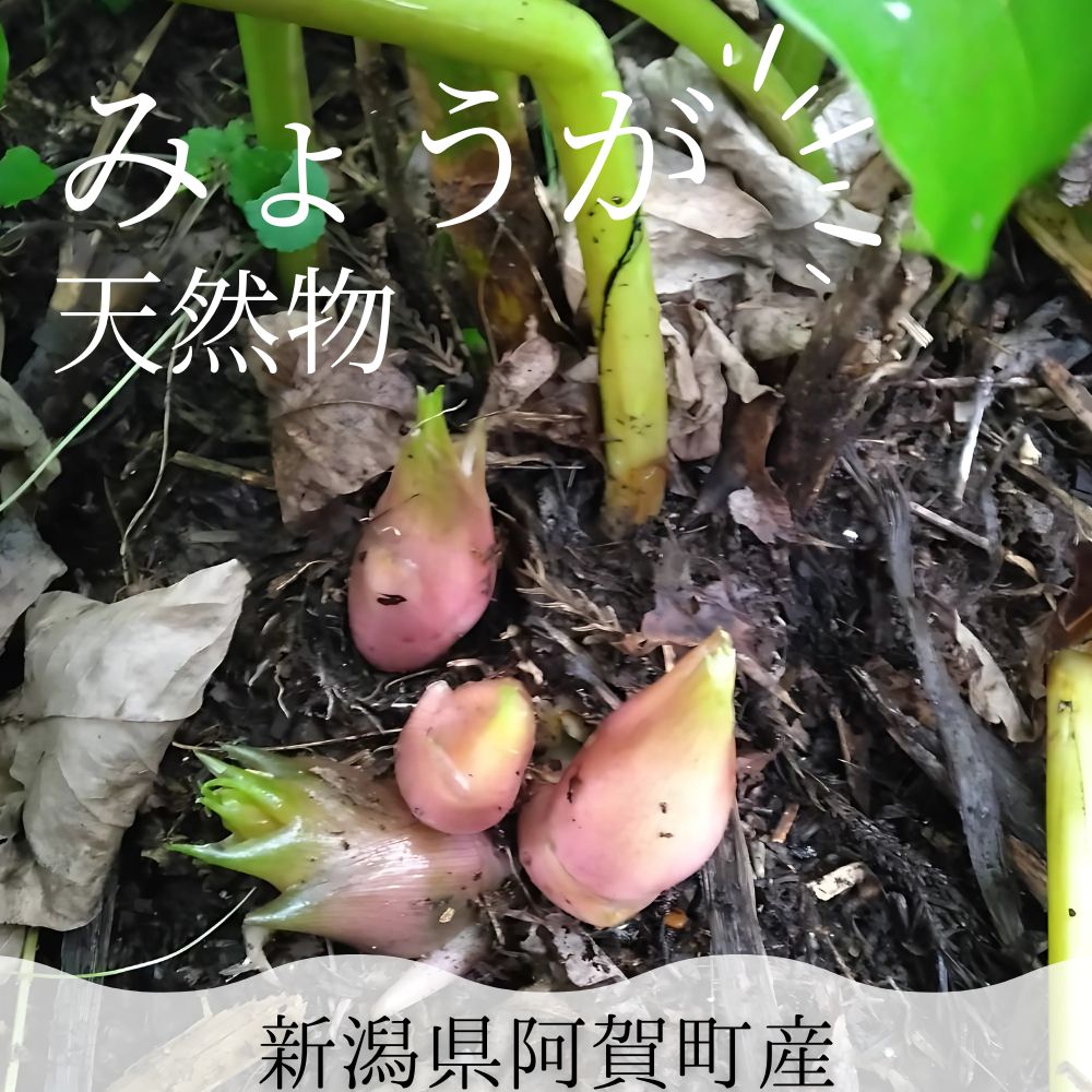 奥深い山間地で採取した阿賀町産の天然物、みょうが