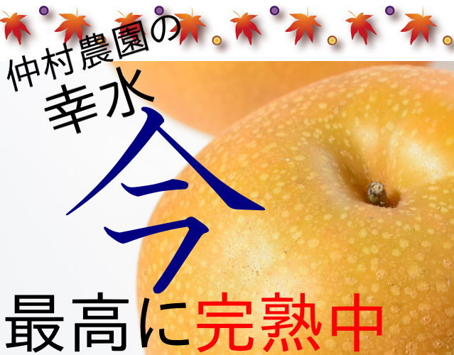 仲村農園の幸水梨5kg3980円
