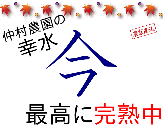 仲村農園の幸水梨は、9月上旬の今が最高に完熟中
