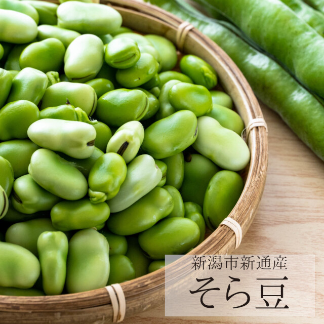 【送料無料】新潟産 そら豆 （ソラマメ） 1ｋｇ（キロ） 野菜 一寸豆 お取り寄せ お酒のおつまみにおススメ 【5月下旬発送】