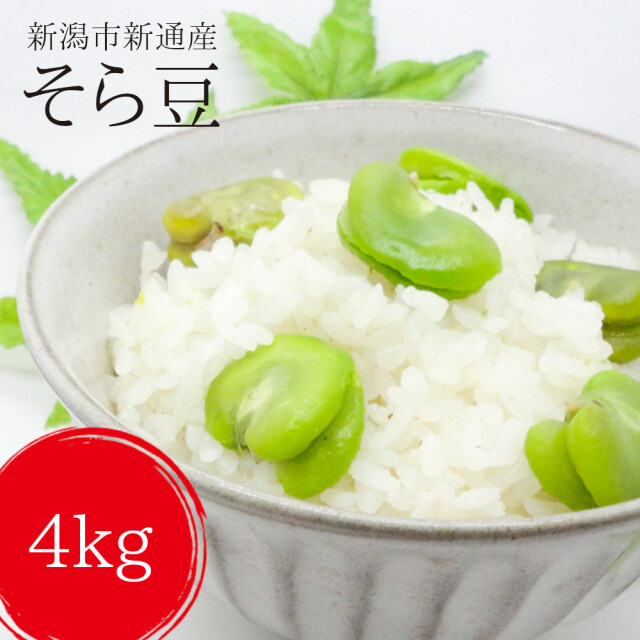 【送料無料】新潟産 そら豆 （ソラマメ） 4ｋｇ（キロ） 野菜 一寸豆 新潟市新通産 産地直送 お取り寄せ 【5月下旬発送】