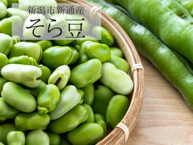 新潟産枝豆まえの初夏の味覚！そら豆
