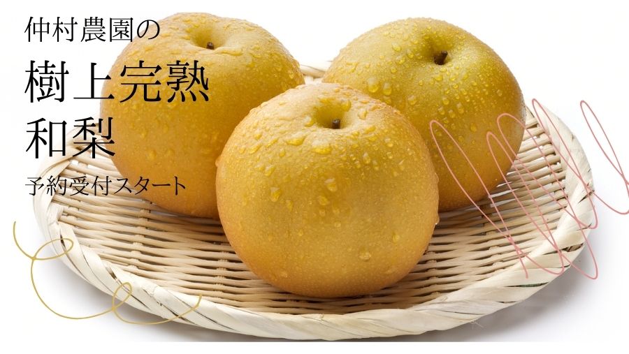 仲村農園の新潟産 和梨、予約受付中