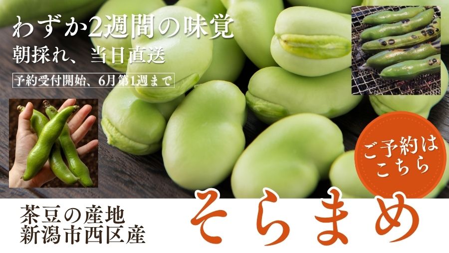 茶豆の産地、新潟市西区産の朝採れソラマメを農家直送でお届け