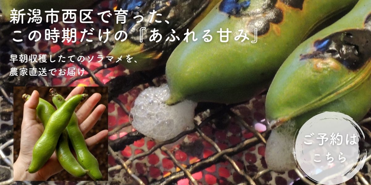 新潟市西区産の朝採れソラマメを農家直送でお届け