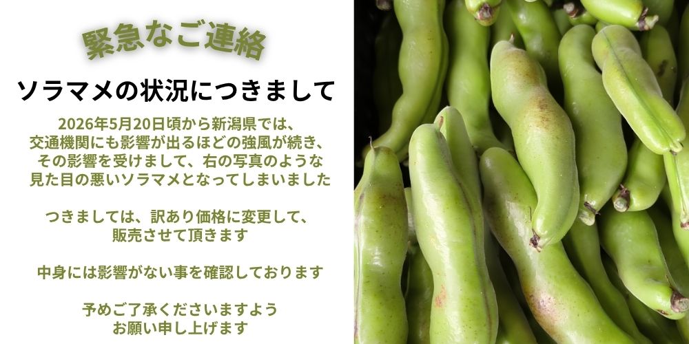 新潟県新潟市西区産ソラマメの状況につきまして【2026年5月24日現在】