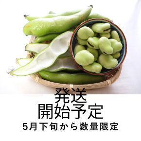 新潟産そらまめは5月下旬からは発送予定