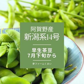 阿賀野産早生茶豆【新潟系14号】は、7月下旬から