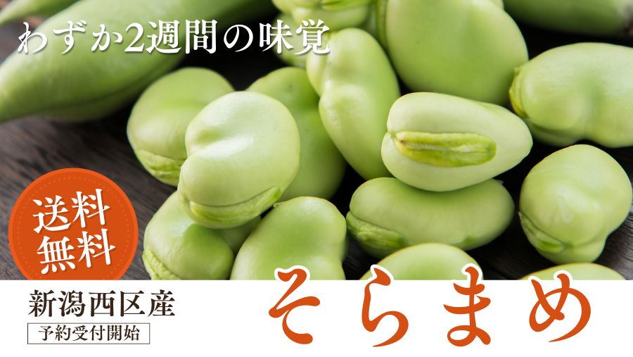 新潟市西区産ソラマメのご予約受付中！2週間だけの味覚が送料無料