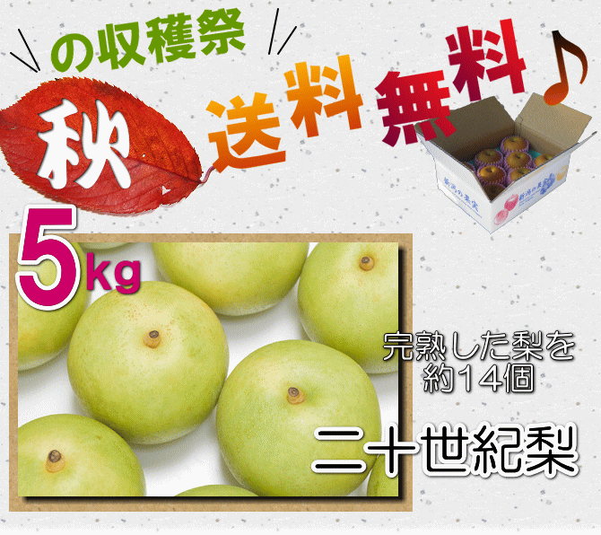【秋の収穫祭】仲村農園の20世紀梨5ｋｇは送料無料