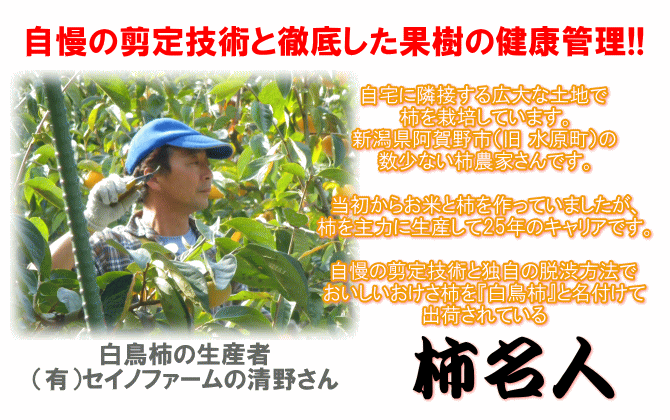 柿の名人『セイノファーム』清野さんが作り上げる白鳥柿
