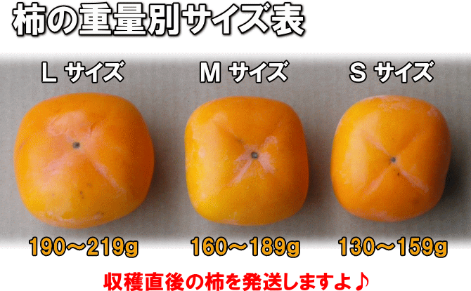 平たねなし柿（白鳥柿）の重量別サイズ表