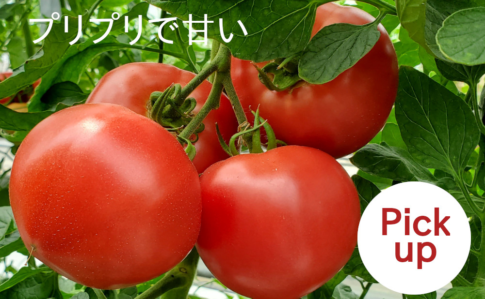 今が旬のトマトは、プリプリで甘い