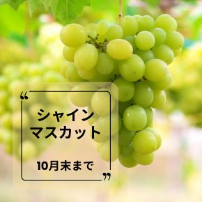 新潟 布施ぶどう園のシャインマスカットは10月末まで