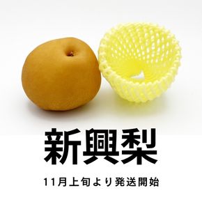 新潟産 新興梨は、11月上旬から発送開始