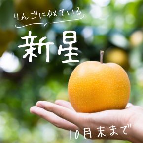 りんご梨 新星梨が10月末まで好評販売中