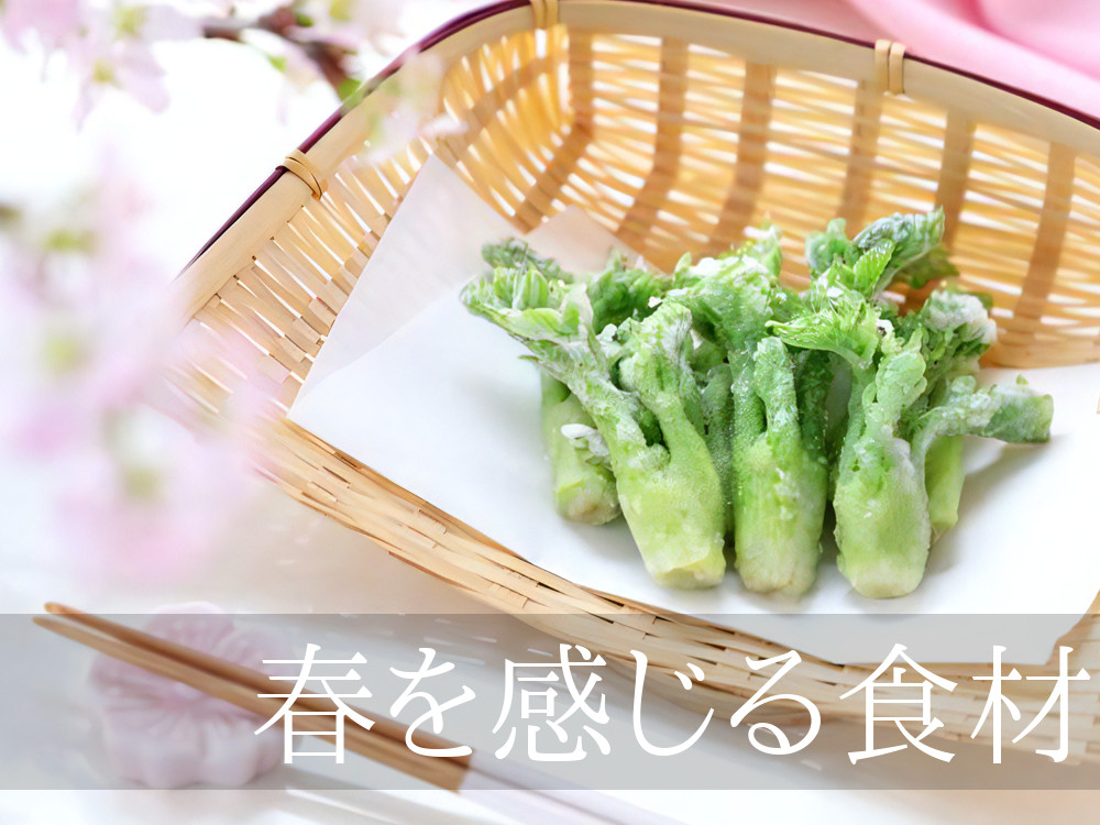 阿賀町の天然物たらの芽は、春を感じる山菜