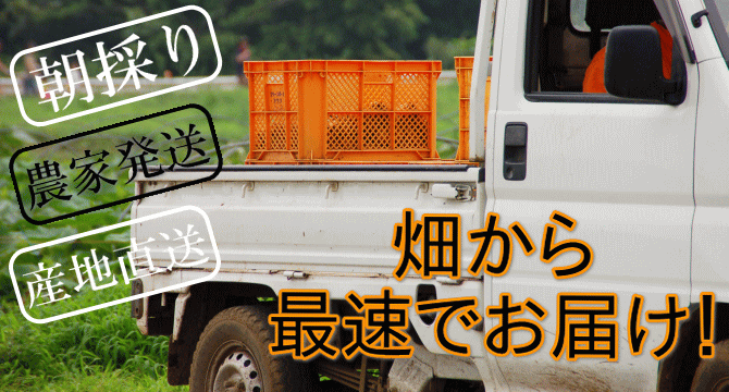 わけあり枝豆 | 新潟県阿賀野産えだ豆 3ｋｇ【Ｂ品】送料無料