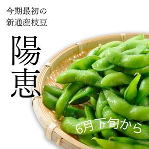 新潟枝豆、最初の品種は陽恵